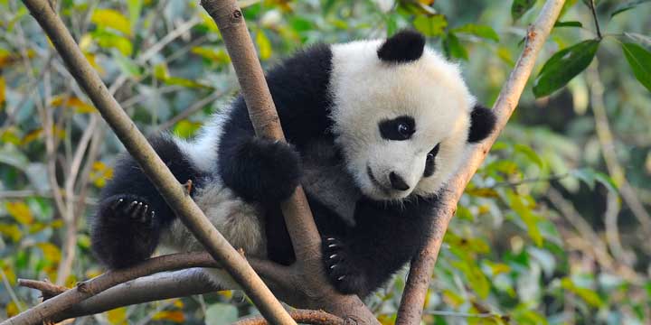 One Day Chengdu Tour to Giant Panda & Mt. Leshan