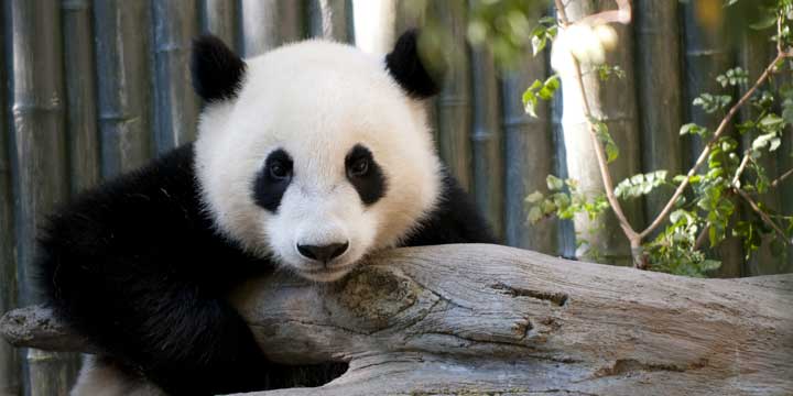 Giant Panda