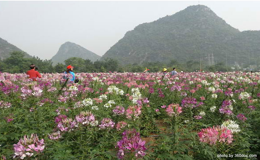 雁山格桑花園